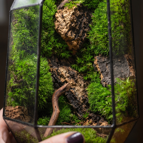 Forest Prism Terrarium – Miniature Woodland