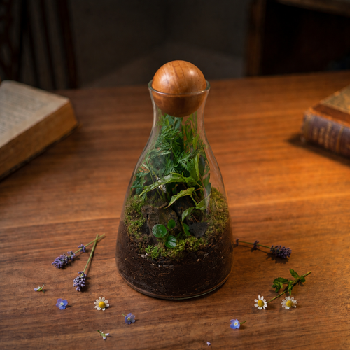 Forest Sphere Self-Sustaining Terrarium