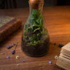 Forest Sphere Self-Sustaining Terrarium
