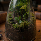 Forest Sphere Self-Sustaining Terrarium